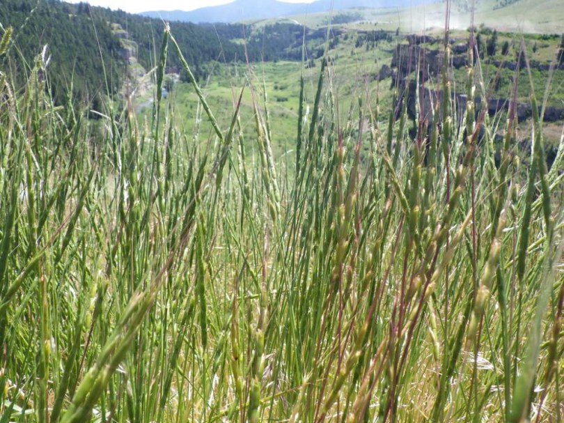 Kecskebúza - Aegilops cylindrica, Aegilops cylindrica, etnobotanika
